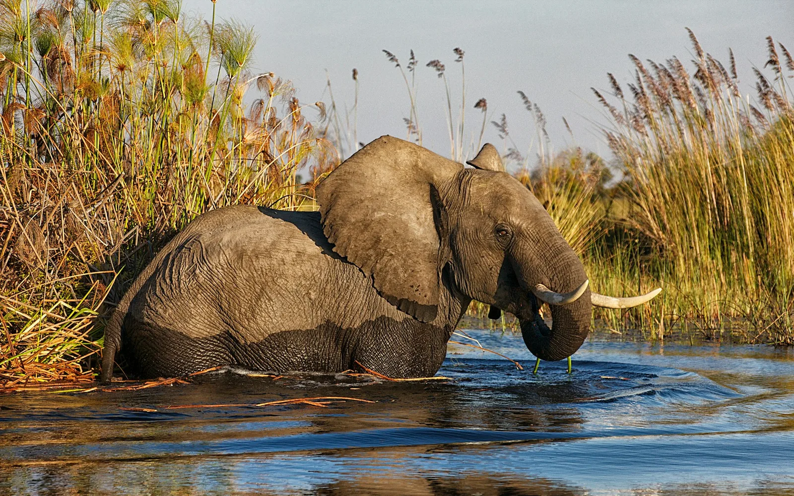 Elephant moving through the Okavango Delta in Botswana