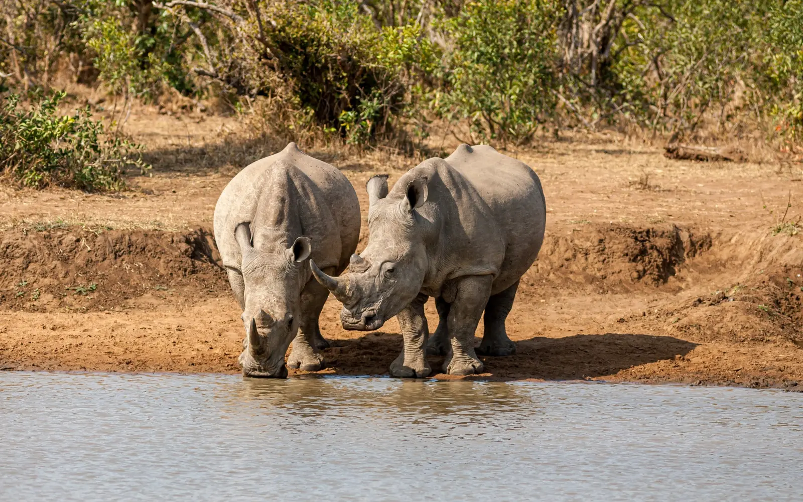 White rhinos drinking at a waterhole in Eswatini