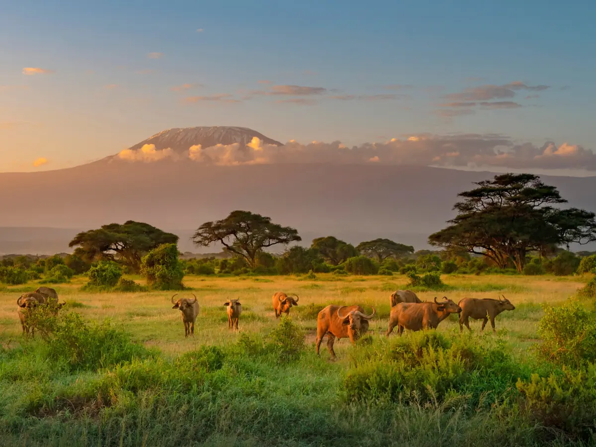 Wildlife beneath Mount Kilimanjaro in Amboseli