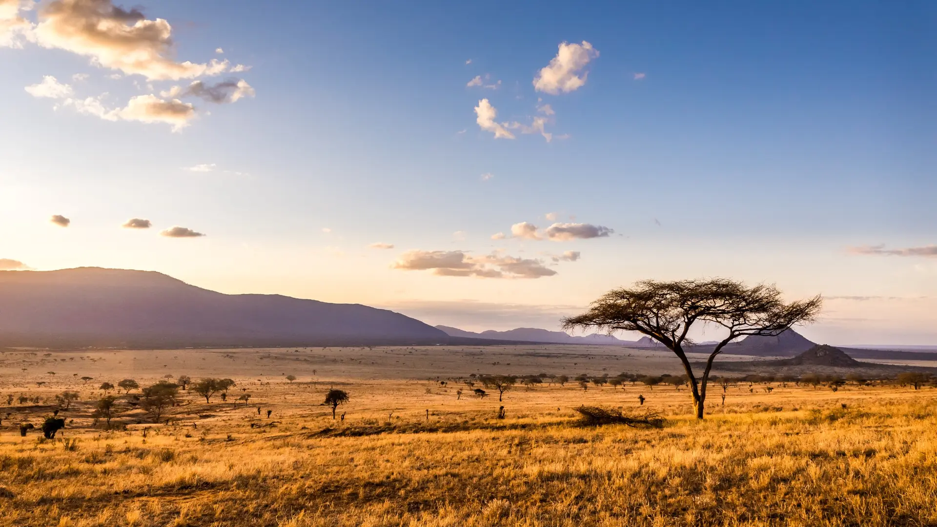 Golden Kenyan savannah with an acacia tree at sunset
