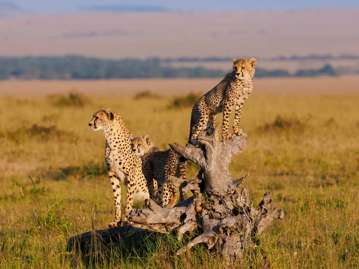 Cheetahs watching the grasslands of Kenya's Maasai Mara