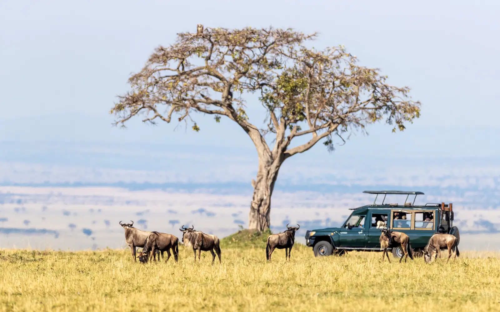 Safari vehicle among migrating wildebeest in Kenya's Maasai Mara