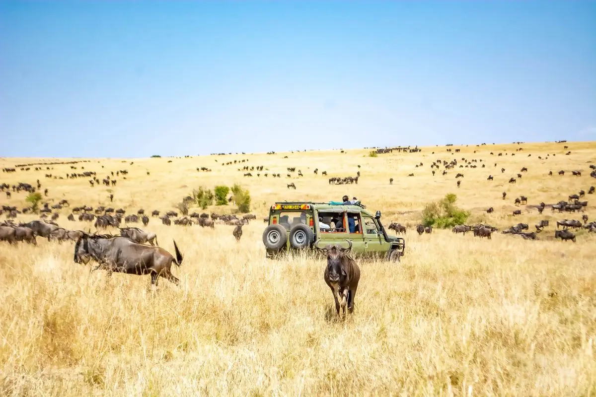 Safari vehicle among migrating wildebeest in Kenya's Maasai Mara