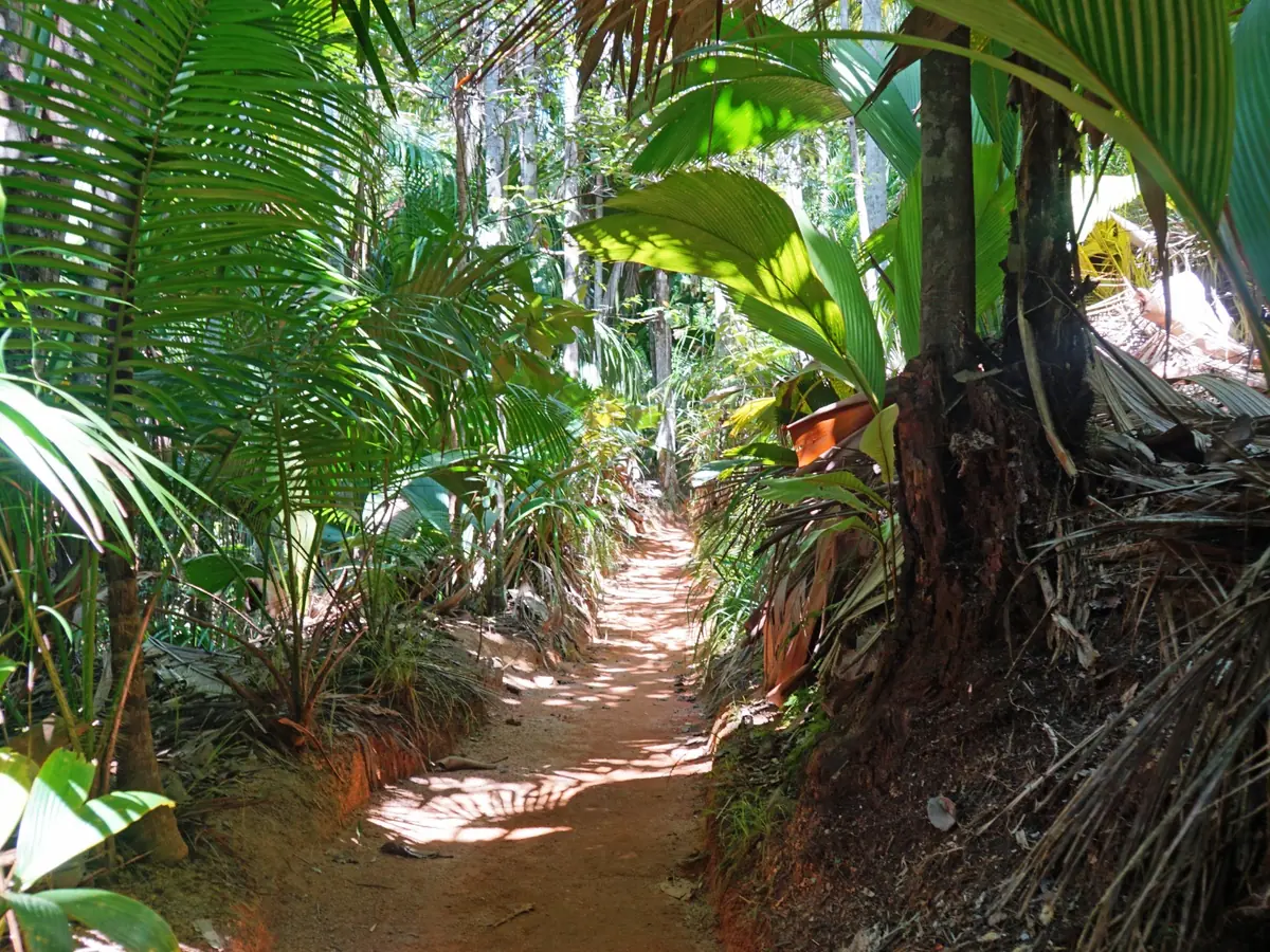 Forest trail through lush tropical vegetation in the Seychelles