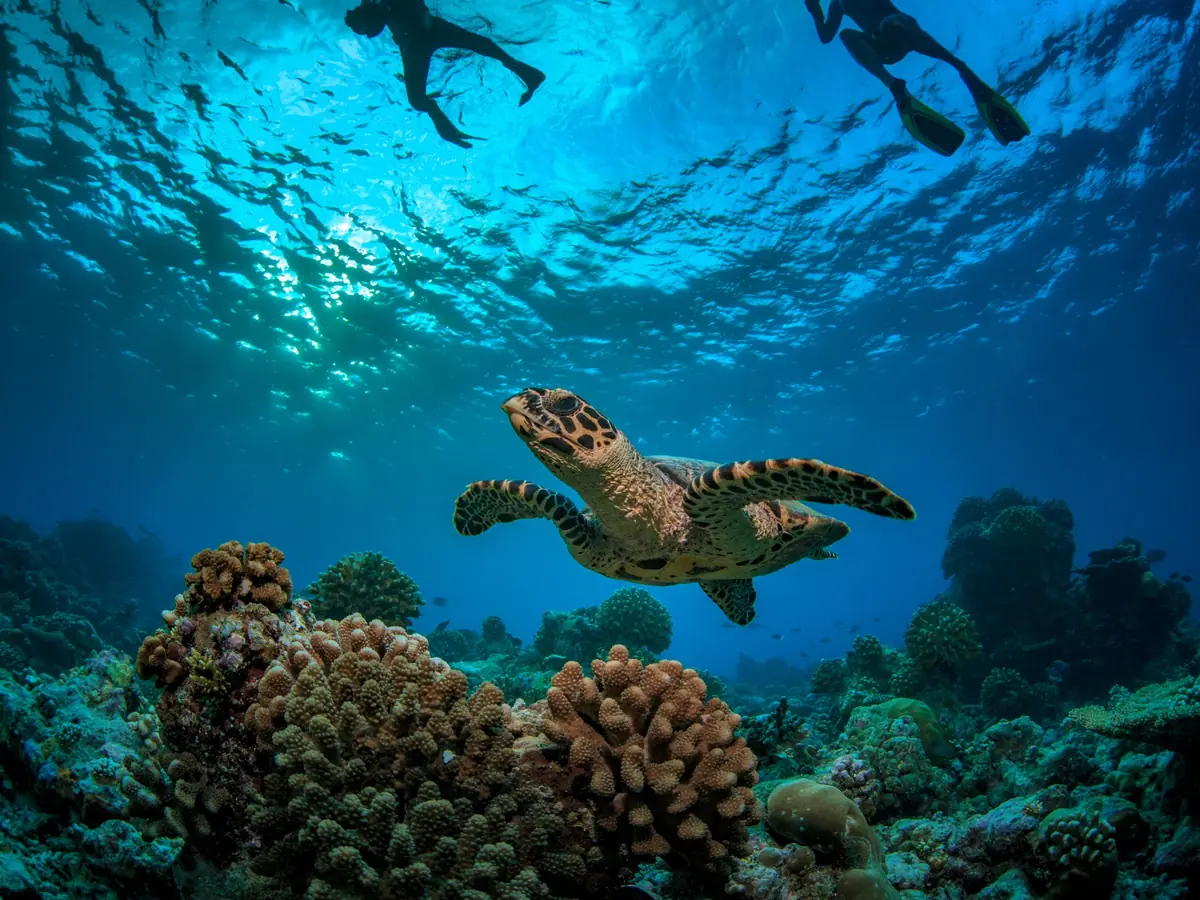 Sea turtle swimming above coral reefs in the Seychelles