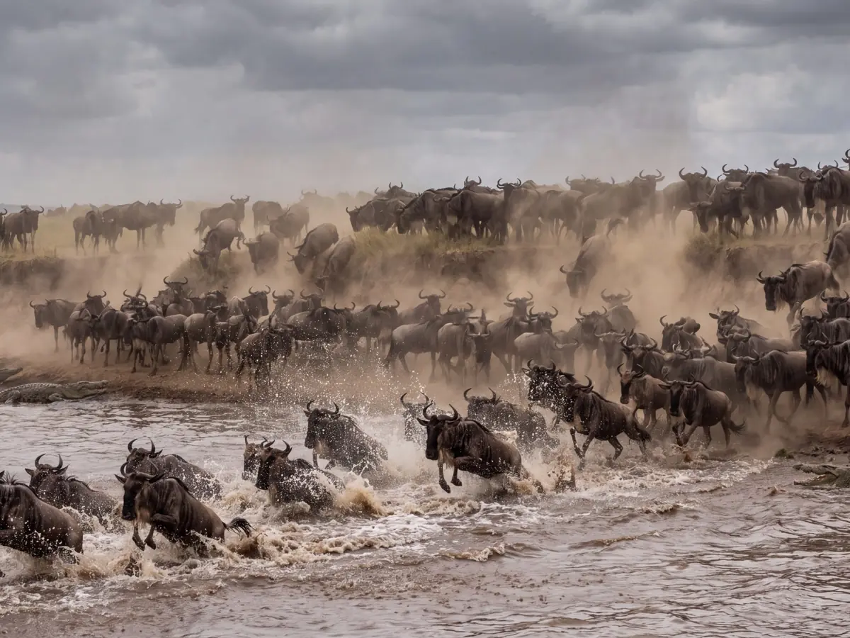 Wildebeest crossing a river during the Serengeti migration