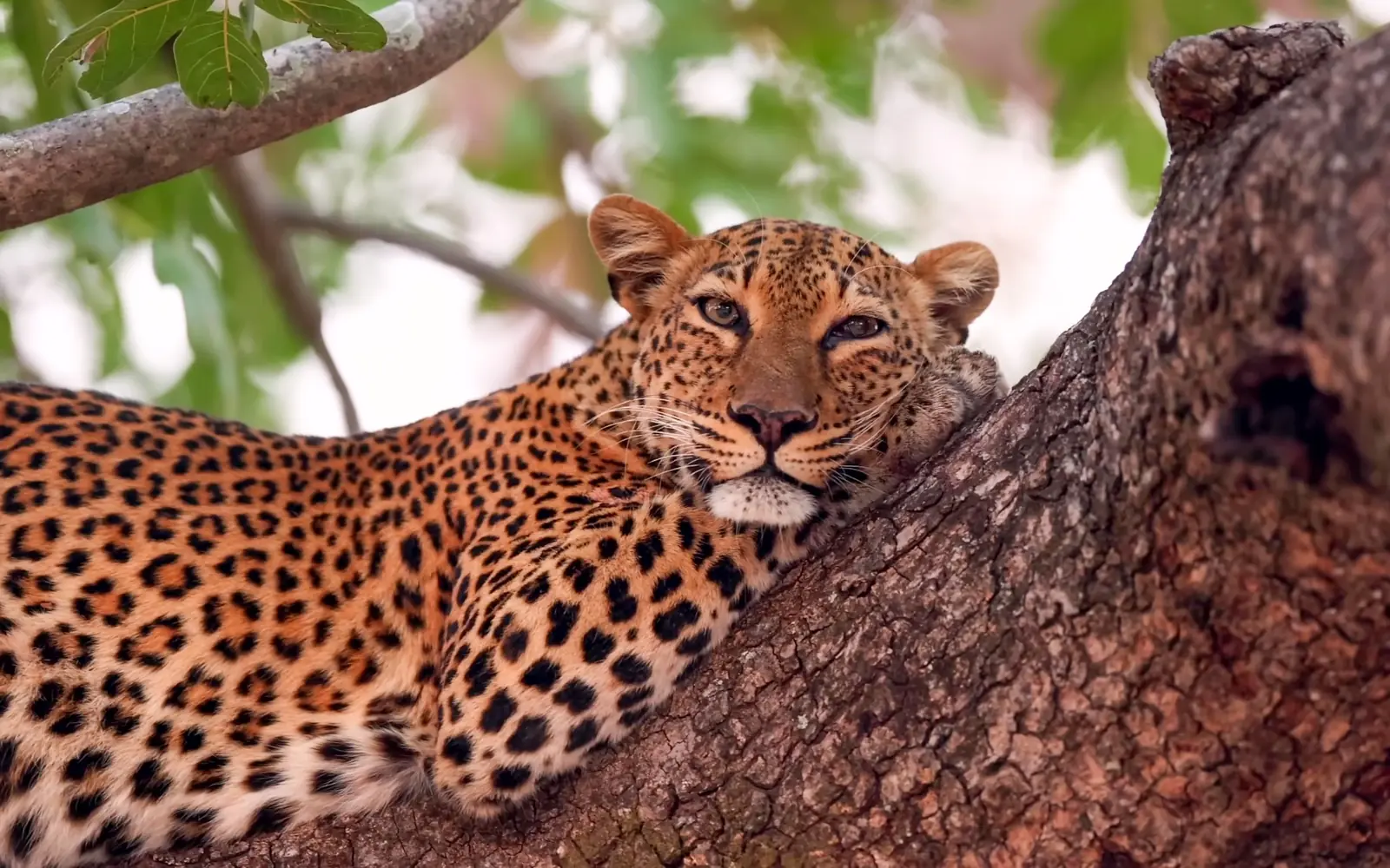 Leopard resting in a tree in Zambia