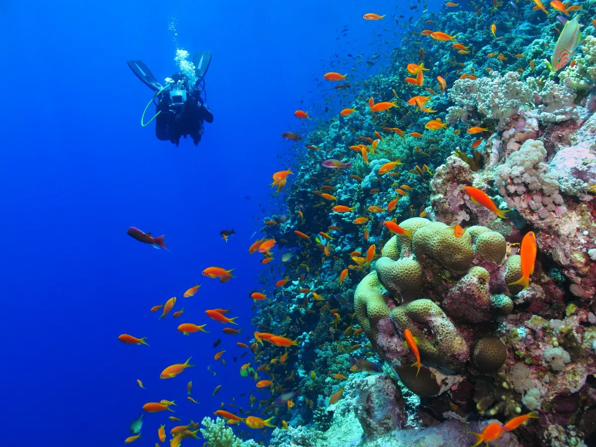 Scuba diver exploring a colourful coral reef off Zanzibar